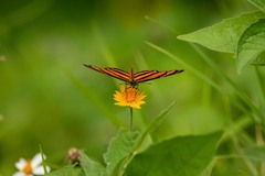 Eresia phillyra phillyra