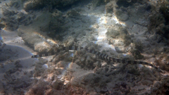 Myrichthys colubrinus