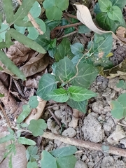 Lepidagathis inaequalis