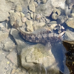 Parablennius tentacularis