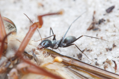 Iridomyrmex bicknelli
