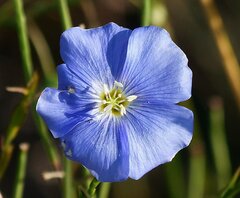 Linum hirsutum
