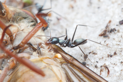 Iridomyrmex bicknelli
