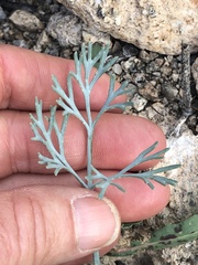 Eschscholzia minutiflora