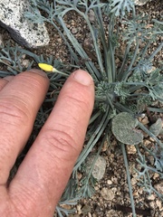 Eschscholzia minutiflora