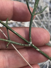 Bebbia juncea