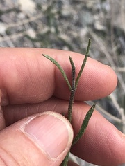 Bebbia juncea