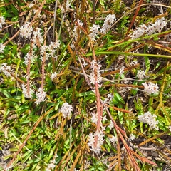 Struthiola dodecandra