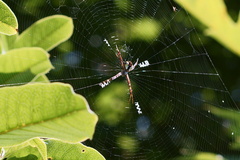 Argiope perforata