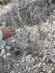 Bebbia juncea