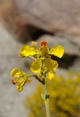 Dinemandra ericoides