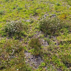 Struthiola dodecandra