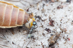 Iridomyrmex bicknelli