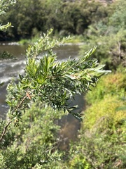 Leptospermum grandifolium