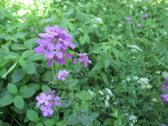 Hesperis pycnotricha