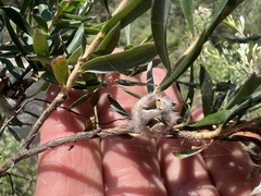 Leptospermum grandifolium