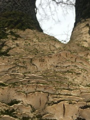 Neoantrodia serialis