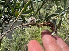 Leptospermum grandifolium