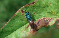 Chrysis ignita