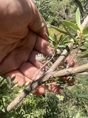 Leptospermum grandifolium