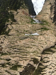 Neoantrodia serialis