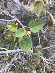 Acalypha californica