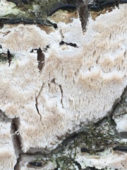 Neoantrodia serialis