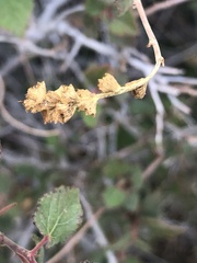 Acalypha californica