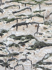 Neoantrodia serialis