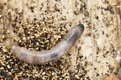 Tanyptera atrata