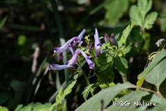 Corydalis incisa
