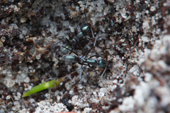 Iridomyrmex bicknelli