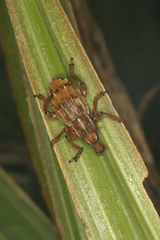 Anagotus oconnori