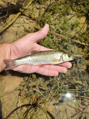 Squalius vardarensis