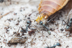 Iridomyrmex bicknelli