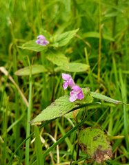Galeopsis