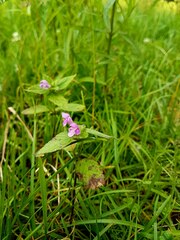 Galeopsis