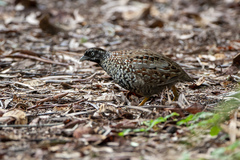 Turnix melanogaster