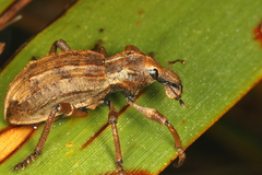 Anagotus oconnori