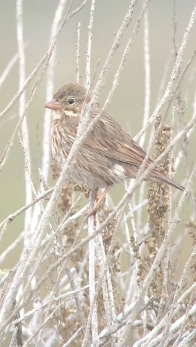 iNaturalist observation photo of Large-billed Savannah Sparrow