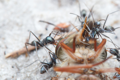 Iridomyrmex bicknelli