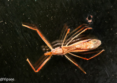 Harpactorinae