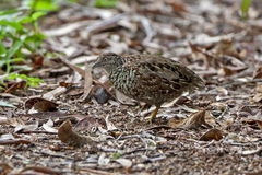 Turnix melanogaster