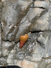 Phasianotrochus eximius