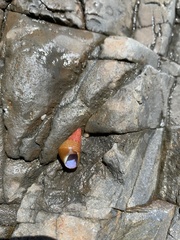 Phasianotrochus eximius