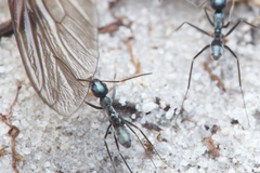 Iridomyrmex bicknelli