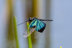 Rhyothemis resplendens