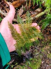 Leptopteris hymenophylloides
