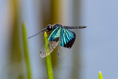 Rhyothemis resplendens