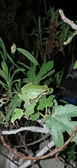 Hyla orientalis
